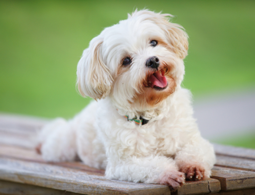 Pet access after divorce – an easy guide to your rights